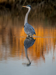 Grey heron hunting at dusk in a Camargue marsh, southern France