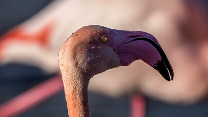 Portrait of a pink flamingo, Pont de Gau, Camargue, France