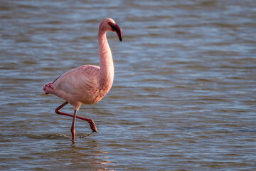 Lesser flamingo (Phoeniconaias minor) in a Camargue marsh, Pönt de Gau, France