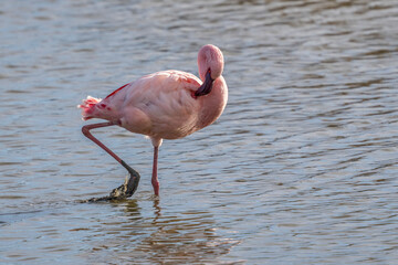 Lesser flamingo (Phoeniconaias minor) in a Camargue marsh, Pönt de Gau, France
