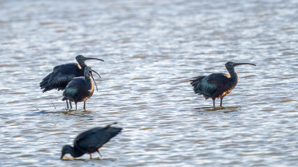 Falcinella ibis in the water of a marsh in the Camargue, France