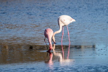  pink flamingos in the marshes of the Pont de Gau bird park in the Camargue, France