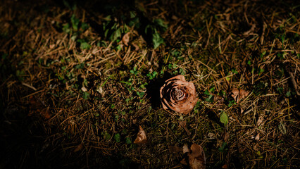 A pinecone resembling a rose lies on the forest floor, surrounded by pine needles and patches of green moss. The sunlight illuminates the scene, highlighting the intricate details of the pinecone.