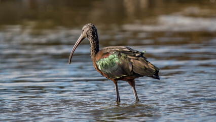 glossy Ibis feeding in a Camargue marsh, France