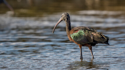 glossy Ibis feeding in a Camargue marsh, France