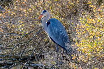 grey heron stalking near a pond in the Camargue, France