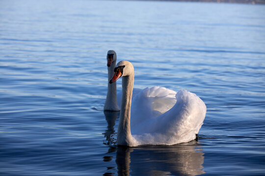 Pair of Swans on Scenic Mountain Lake