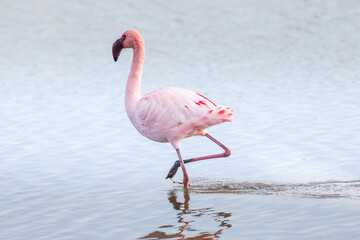 Lesser flamingo (Phoeniconaias minor) in a Camargue marsh, Pönt de Gau, France