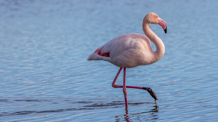  pink flamingos in the marshes of the Pont de Gau bird park in the Camargue, France