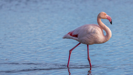  pink flamingos in the marshes of the Pont de Gau bird park in the Camargue, France