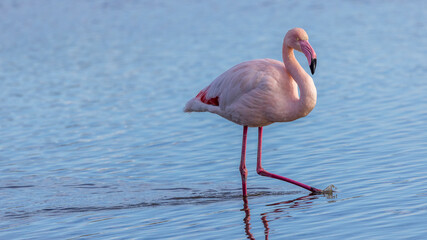  pink flamingos in the marshes of the Pont de Gau bird park in the Camargue, France