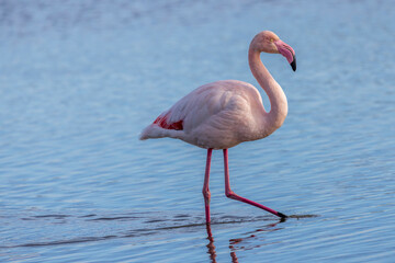 pink flamingos in a bird sanctuary in the Camargue, France