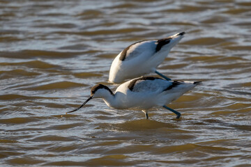 elegant avocet in the Camargue marshes, France