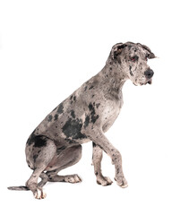 great dane in studio