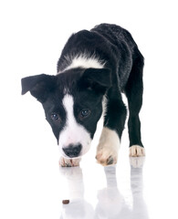 puppy border collie