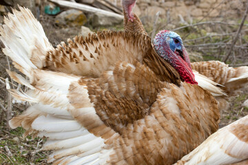 Close up of a wild turkey showing feathers and face