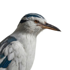 great blue heron with transparent background PNG and JPEG image	
