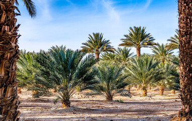 Date palms is ancient plant and famous food crop in Middle East and North Africa, today this farming is important element of advanced and sustainable agriculture, No AI tools were used