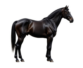 Dark brown horse standing with transparent background