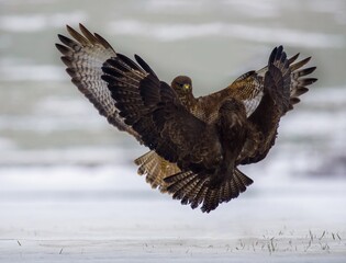 Common buzzard (Buteo buteo) in flying, fighting buzzards in natural habitat, hawk bird on the ground, predatory bird close up hunting time winter frosty day with snow. Dogfight, fight for survival.