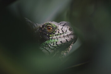 An amazing photo of an iguana among the foliage. High detail lizard.