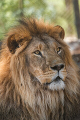 The majestic lion lies and basks in the sun. Zoo in Antalya, Turkey