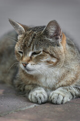 Adorable tabby cat posing for the camera.