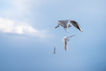 Möwen im Flug
