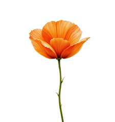 Orange poppy flower with transparent background