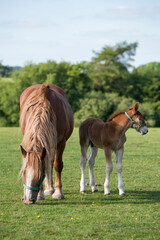 Suffolk Punch mare with foal