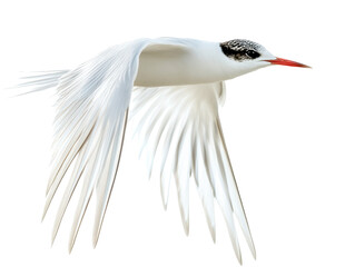 Isolated White Tern in Flight