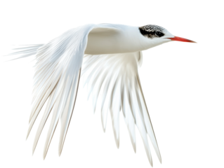 Isolated White Tern in Flight