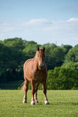 Obraz premium Suffolk Punch mare 