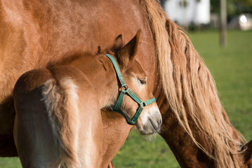 Portrait of a Suffolk Punch foal