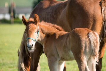 Portrait of a Suffolk Punch foal
