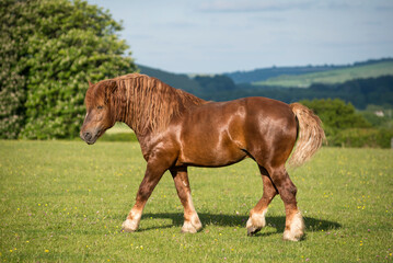 Suffolk Punch Stallion at trot