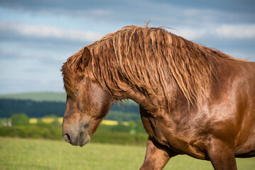 Portrait of a Suffolk Punch stallion