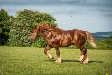 Obraz premium Suffolk Punch Stallion at trot