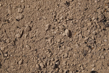 Ash from burnt wood. Background, texture