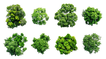 Set of lush green forests, isolated on white background