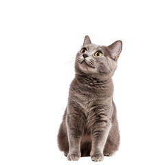 Fototapeta premium Playful Grey Cat Batting at a Floating Object in a Bright and Cheerful Setting, cut out