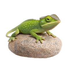 Fototapeta premium Green Chameleon Resting Calmly on a Natural Rock Surface in a Peaceful Environment, cut out