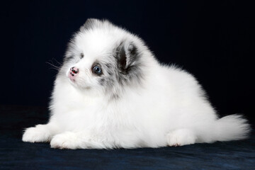 Obraz premium Cute Fluffy Pomeranian Puppy. White Puppy