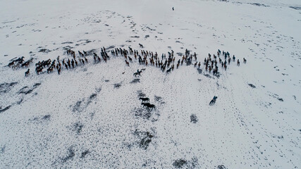 Herd of horses roaming freely. Herd of horses walking in the snowy field on a sunny day in winter. Top view with drone. Kayseri, Turkey.