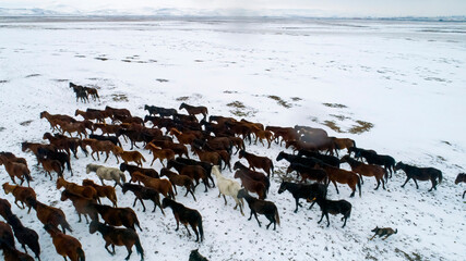 Herd of horses roaming freely. Herd of horses walking in the snowy field on a sunny day in winter. Top view with drone. Kayseri, Turkey.