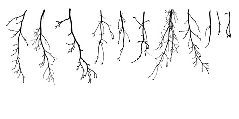 set bare branches with tiny closed buds. winter scene, nature, branches. botany isolated background.