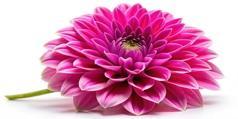 Fuchsia Pink Flower Closeup - Beautiful Floral Image