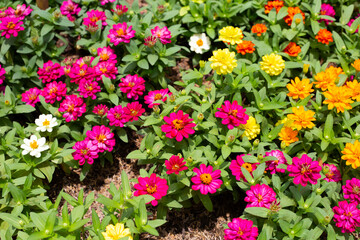 Zinnia flower in the garden