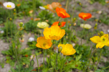 Beautiful poppy flower garden. The Expo 70 Commemorative Park, Osaka, Japan
