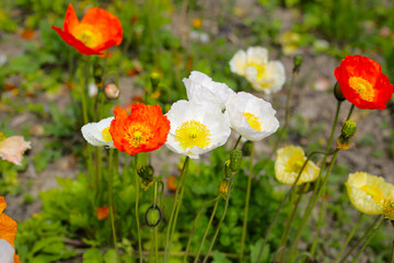 Obraz premium Beautiful poppy flower garden. The Expo 70 Commemorative Park, Osaka, Japan